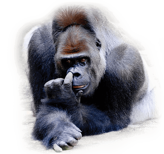 gorilla picking nose